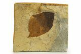 Fossil Leaf (Beringiaphyllum) - Montana #327201-1
